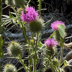 Click to view this image in a large viewer