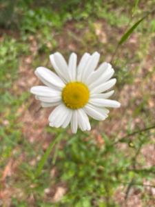 Click to view this image in a large viewer