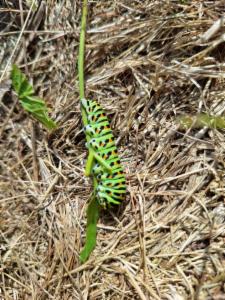 Click to view this image in a large viewer