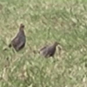 Click to view this image in a large viewer