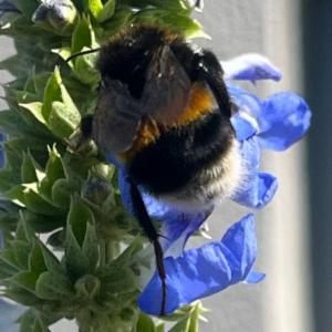 Click to view this image in a large viewer