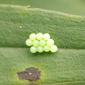 Click to view this image in a large viewer