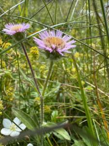 Click to view this image in a large viewer