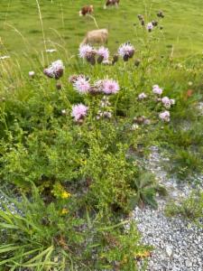 Click to view this image in a large viewer