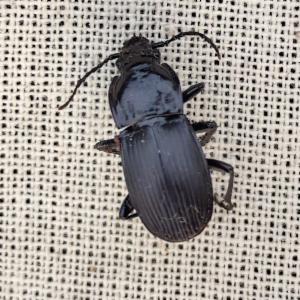 Click to view this image in a large viewer