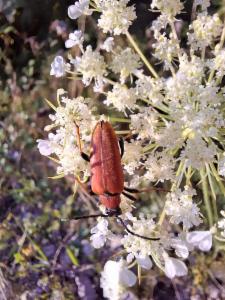 Click to view this image in a large viewer