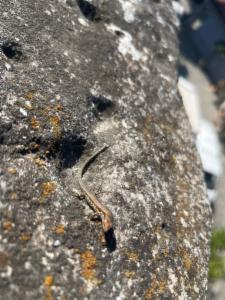 Click to view this image in a large viewer