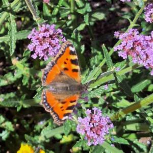 Click to view this image in a large viewer