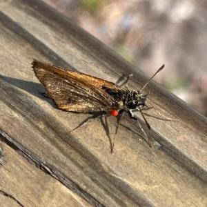 Click to view this image in a large viewer