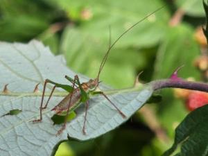 Click to view this image in a large viewer