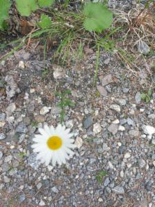 Click to view this image in a large viewer