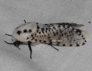 Click to view this image in a large viewer