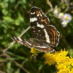 Click to view this image in a large viewer