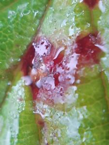 Click to view this image in a large viewer