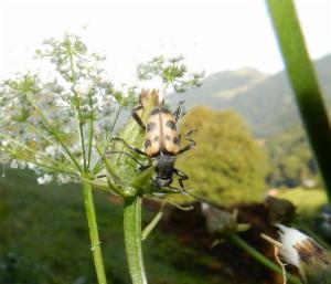 Click to view this image in a large viewer