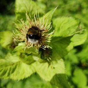 Click to view this image in a large viewer