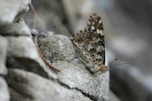 Click to view this image in a large viewer