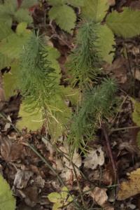 Click to view this image in a large viewer