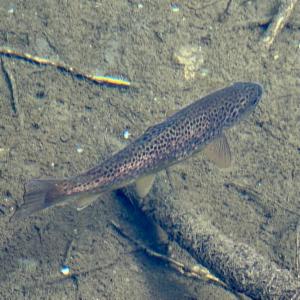 Click to view this image in a large viewer