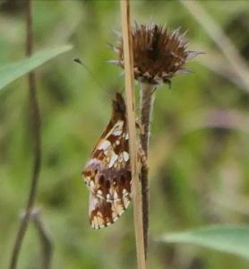 Click to view this image in a large viewer