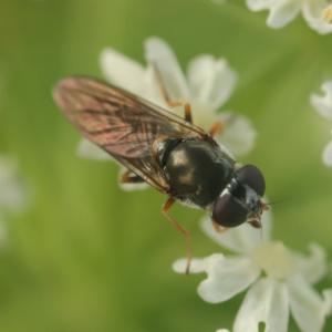 Click to view this image in a large viewer