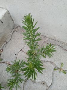 Click to view this image in a large viewer