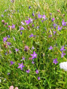 Click to view this image in a large viewer