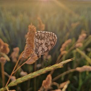 Click to view this image in a large viewer