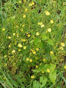 Click to view this image in a large viewer