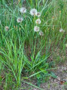 Click to view this image in a large viewer