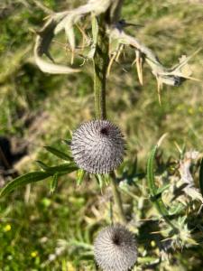 Click to view this image in a large viewer