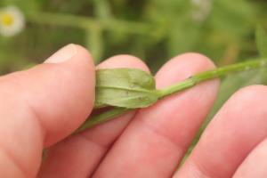 Click to view this image in a large viewer