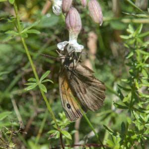 Click to view this image in a large viewer