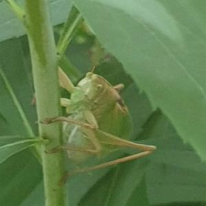 Click to view this image in a large viewer