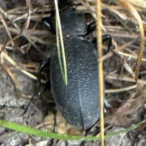 Click to view this image in a large viewer