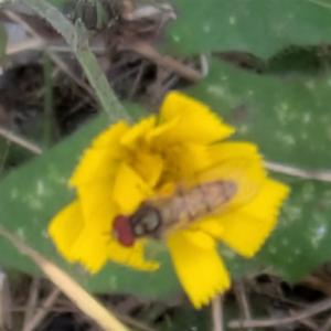 Click to view this image in a large viewer