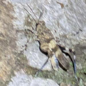 Click to view this image in a large viewer