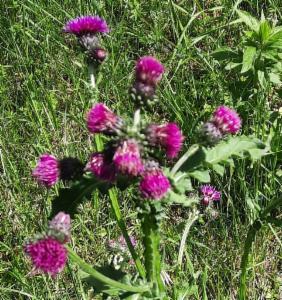 Click to view this image in a large viewer