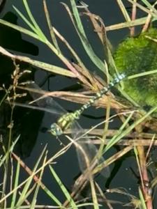 Click to view this image in a large viewer