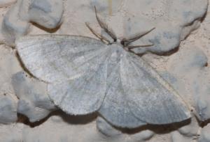 Click to view this image in a large viewer