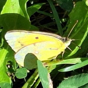 Click to view this image in a large viewer