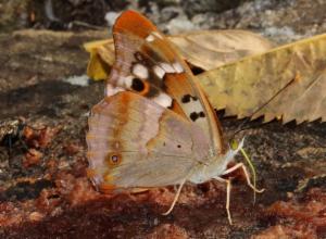 Click to view this image in a large viewer