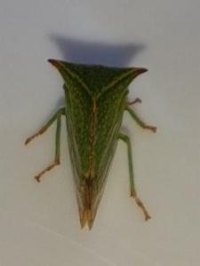 Click to view this image in a large viewer