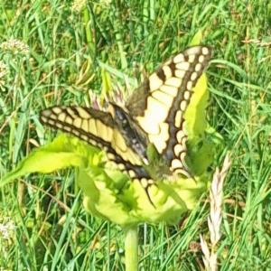 Click to view this image in a large viewer