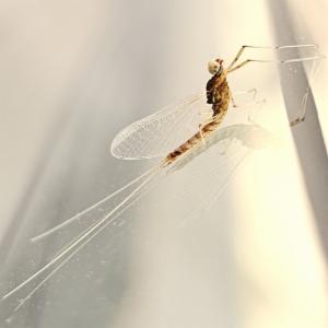 Click to view this image in a large viewer