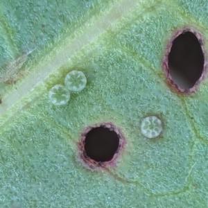 Click to view this image in a large viewer