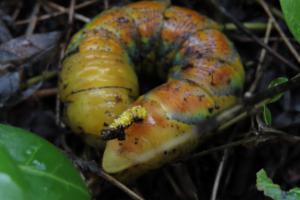 Click to view this image in a large viewer