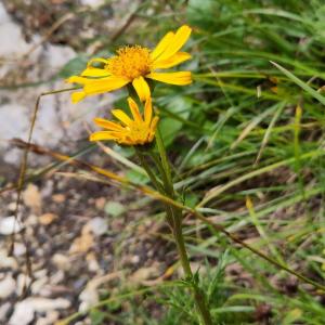 Click to view this image in a large viewer