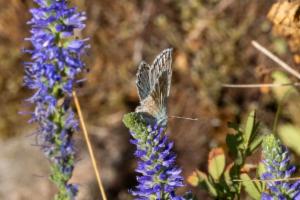 Click to view this image in a large viewer