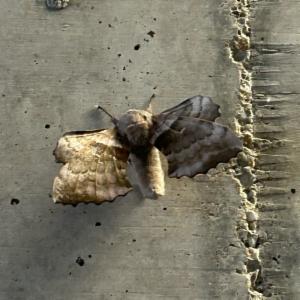 Click to view this image in a large viewer